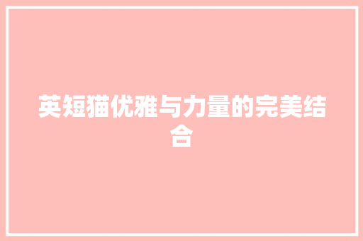 英短猫优雅与力量的完美结合