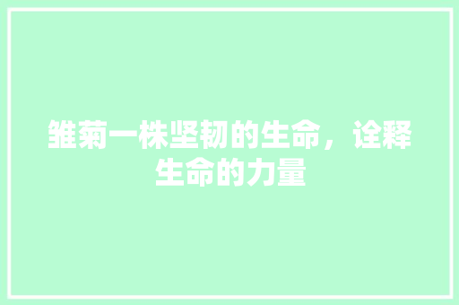 雏菊一株坚韧的生命，诠释生命的力量